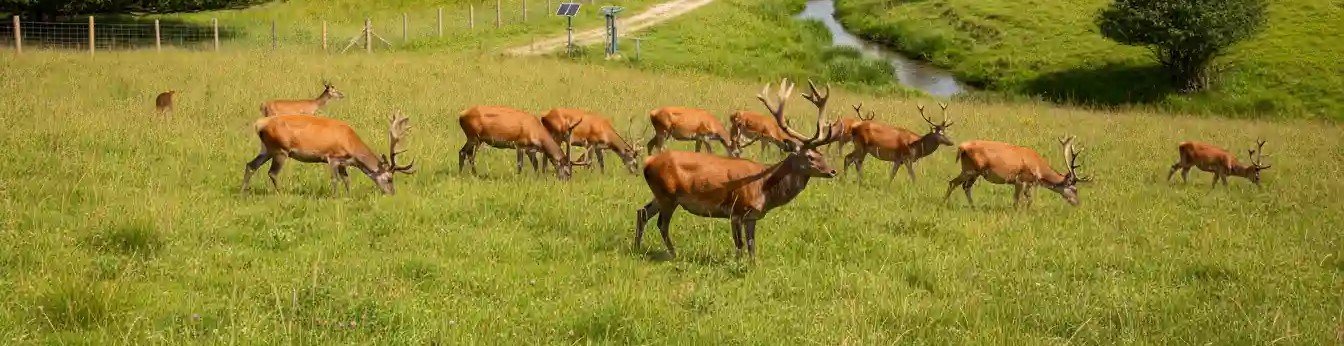 Deer Farming 1 Deer farming operation showing healthy deer herd in natural pasture environment for sustainable agriculture