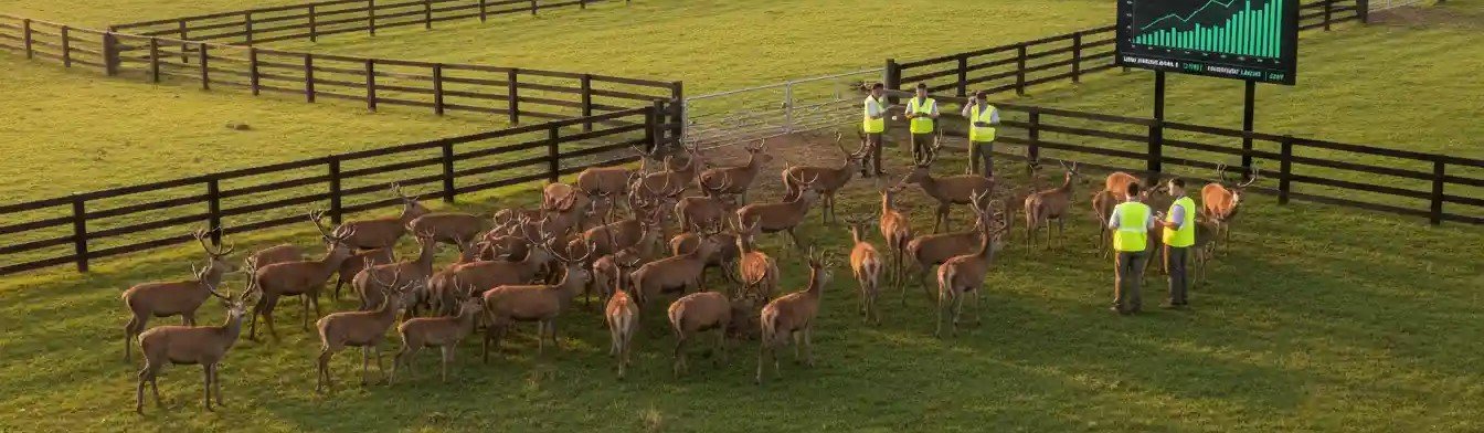 Deer farming management and herd health monitoring in modern agricultural practice